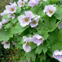 Glaucidium palmatum 